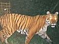 How safe is the tiger in Kaziranga?
