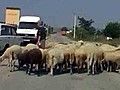 Une voiture fonce sur un troupeau de moutons