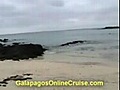 Galapagos Islands Ecuador - Sea Turtles Video