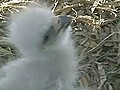 Video shows baby eagle right after hatch