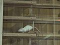 Sheriff Shuts Down Iowa Mouse Racing