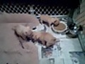 4 week old chi pups having their 1st real meal