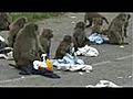 Baboons go bananas at a safari park