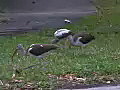 Royalty Free Stock Video SD Footage Florida Ibis Feeding