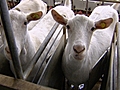 Bleker: schiet op met vaccineren geiten
