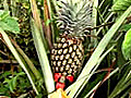 Agartala: Elastic rubber replaces sweet pineapple