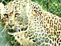 Leopard dies following capture in Mysore