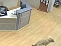 Strange - Lost Dog Finds Hospital