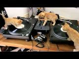 Kittens House Mafia