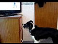 Border Collie Loves Baseball on TV