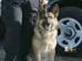 Suspect Tries To Drown Police Dog