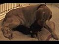 Mother dog nurses 2 stray kittens