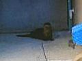 &#039;Frisky&#039; Otter On Lam At Airport