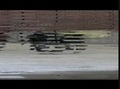 Paintball Dog-Company en action