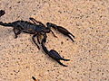 Dual Survival 2: Scorpion Removal