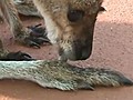 Mignon ! Un bébé kangourou suce son gros orteil !