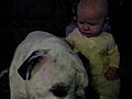 Bull Dog atacado por un bebe