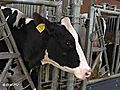 The Cow as Export Hit: This breed is what you need