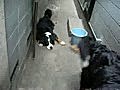 子犬動画　ちょうど1歳