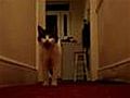 My Cat Tiggy Talking