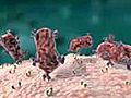 antibody immune