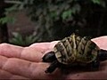 Doppelköpfige Schildkröte begeistert Zoobesucher