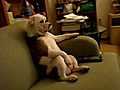 Bulldog viendo la tele
