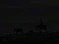 Arizona Pronghorn Antelope