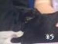 'Flicka' - Male, Adult Cat - #4270649