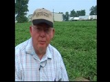 MO: WATERMELON HARVEST HURTING