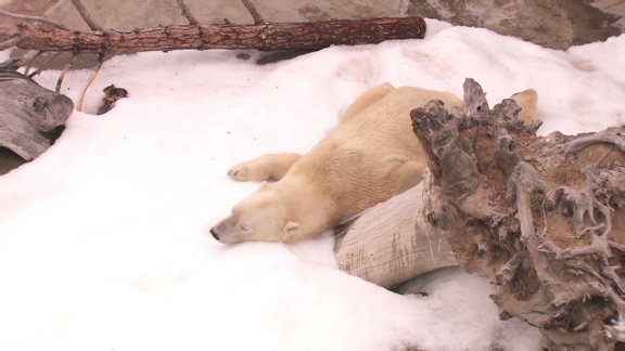 Polar bears take a break from the heat