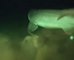 Rare 6-Gill Shark Caught At 3300 Feet