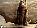 Cat_dancing