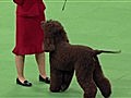 Westminster Kennel Club Dog Show - Best of Sporting Group,  Part 2