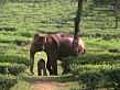 Elephant gives birth in tea garden