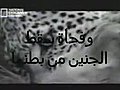 الرحمه الربانيه نمر يرحم قرد بعد قتل امه