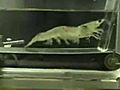 Treadmill Shrimp Turns Viral Budget Martyr