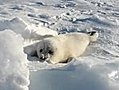 Baby Seal Makes Adorable Noises