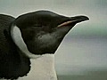 Sick penguin has stomach emptied