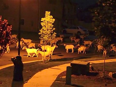 Goats Attempt City Take Over