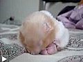 Bébé hamster fatigué