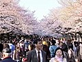 Japão: cerejeiras em flor