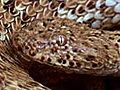 Peringuey’s Adder vs. Lizard