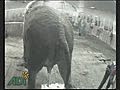 Shocking Video Shows Elephant Being Beaten