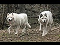 Baby Martin,  13 year-old black phase timberwolf returns home