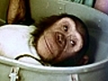 Ham,  un chimpanzé dans l’espace