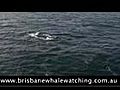 Whale Watching Tours Moreton Bay