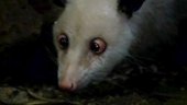 Heidi The Cross-Eyed Opossum Makes Comeback