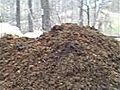 Horse Manure Fayetteville Arkansas