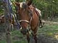 Royal Horse Ranch